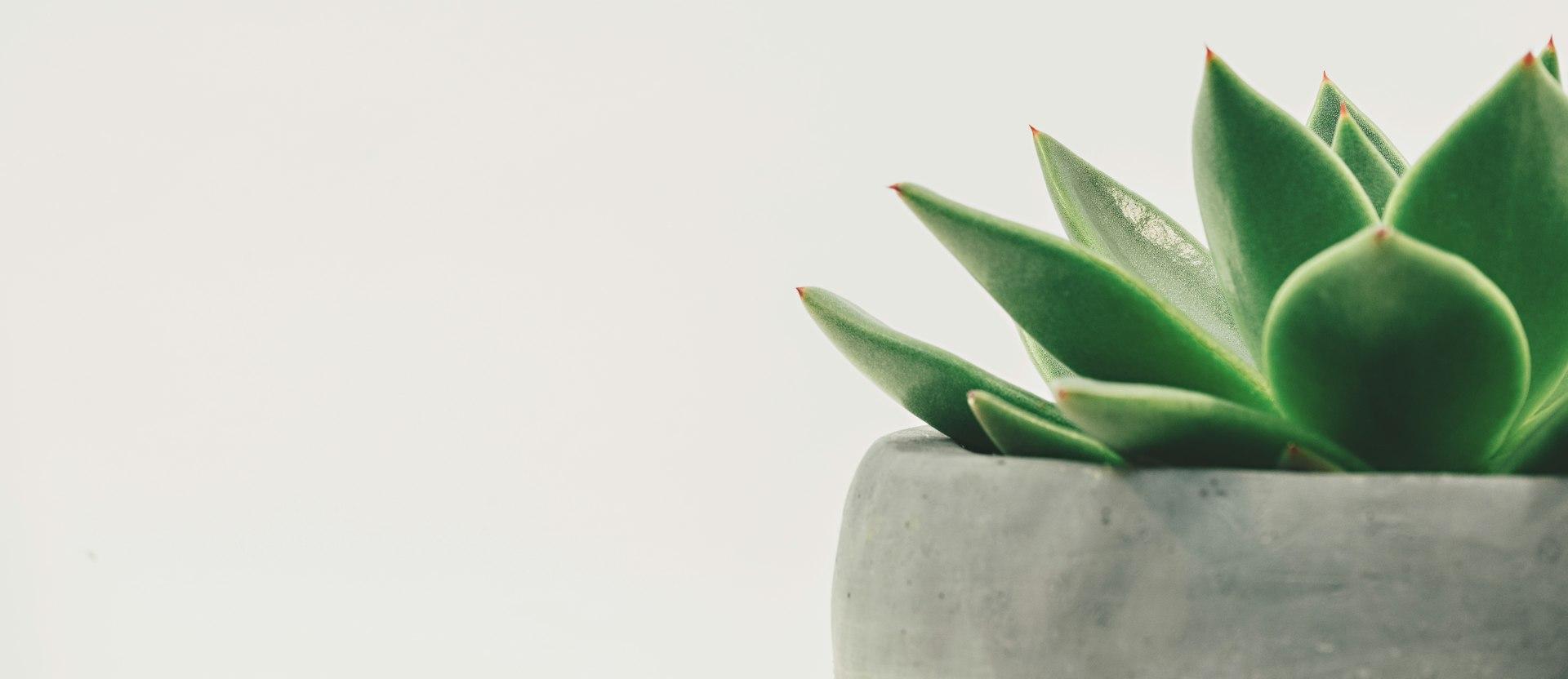 Tarifs green plant